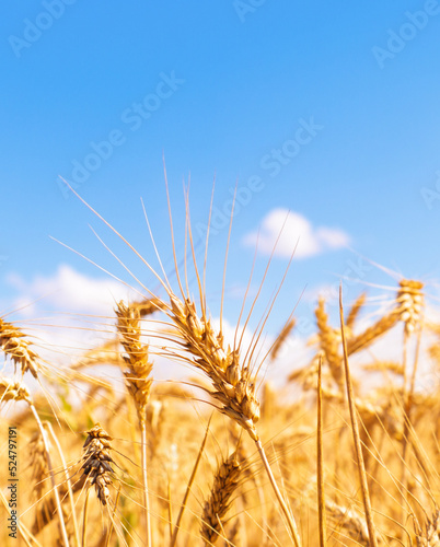 Gold wheat field and blue sky. Crops field. Selective focus