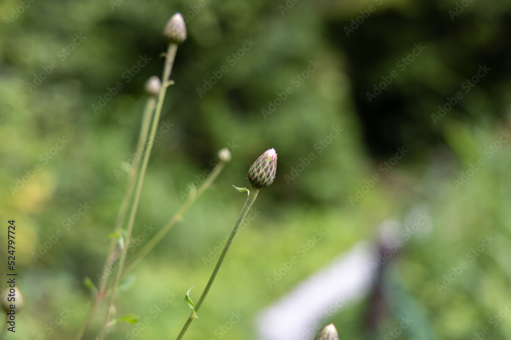 日本の岡山県新見市の鯉が窪で見つけた植物