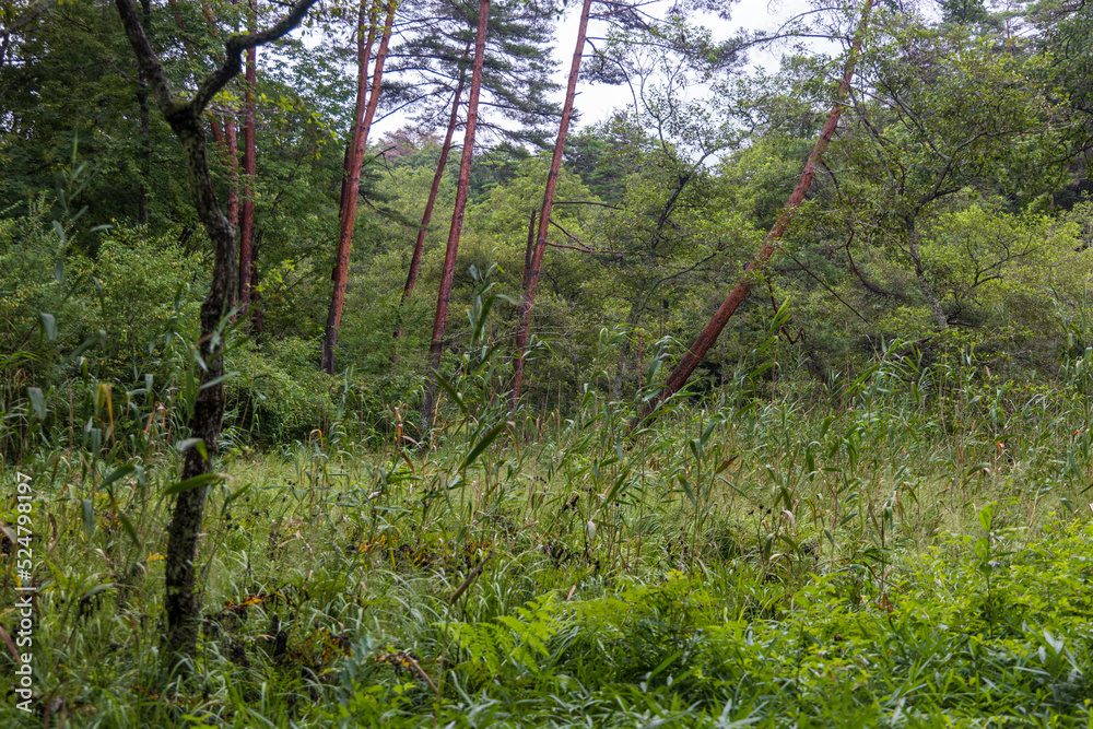 Fototapeta premium 日本の岡山県新見市の鯉が窪の美しい風景