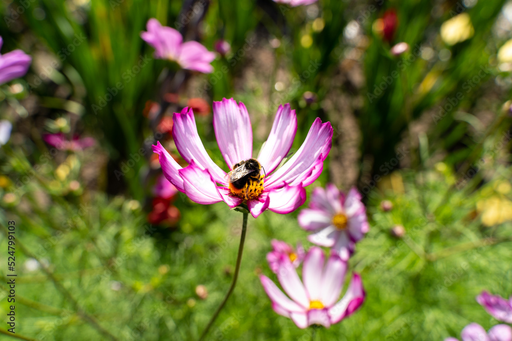 Bumblebee on the cosmos flower in the garden Bumblebee on the cosmos flower in the garden