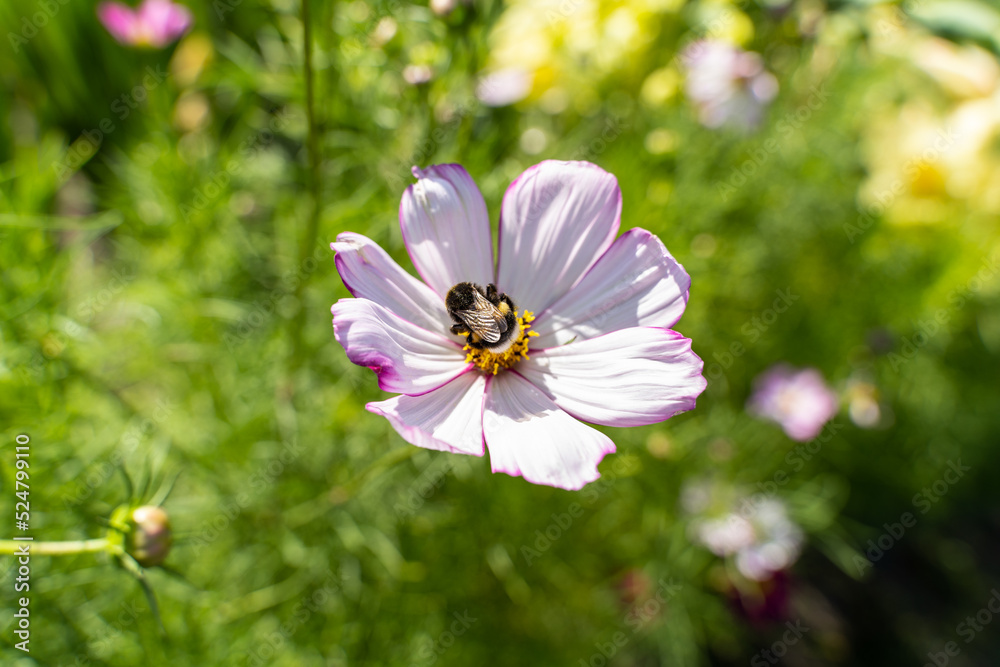 Sitting bumblebee on the cosmos flower in the garden Sitting bumblebee on the cosmos flower in the garden