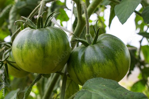 Two unripe green tomato fruits hang on a branch with leaves close-up. Concept gardening and organic products