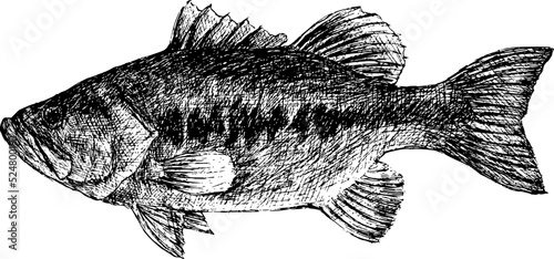 Vintage black and white bass hand drawing vector