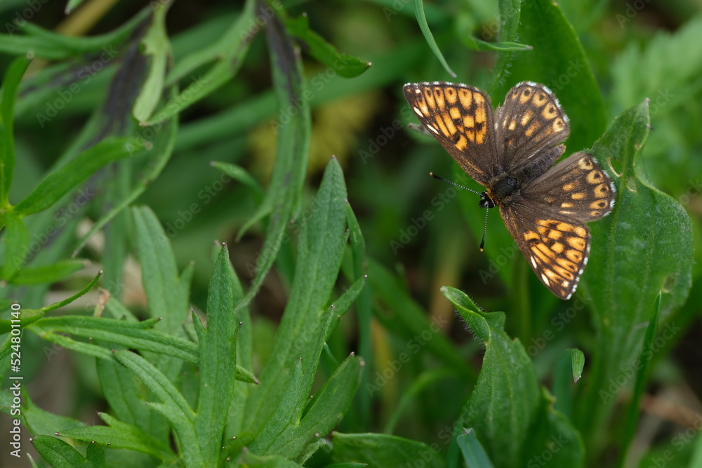 Duke of Burgundy butterfly close up in nature resting on a leaf, brown and orange butterfly
