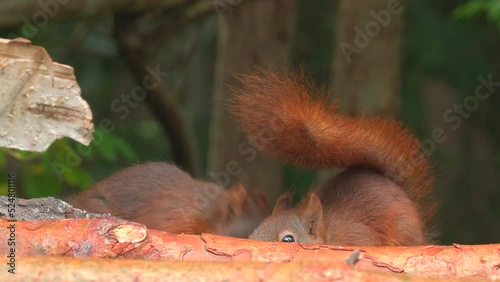 cute red squirrel siblings animal on branch move play natural world norway photo