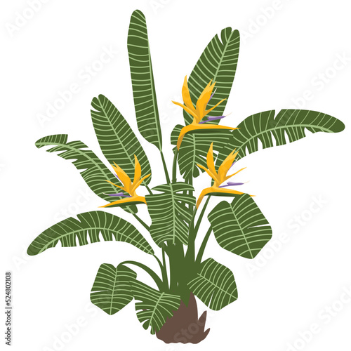 Flowering topical plant, strelitzia or bird of paradise, isolated image on white background