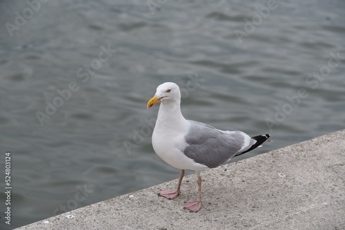 White sea gull at the water