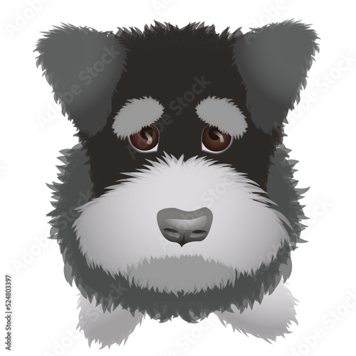 Cute black and white schnauzer puppy vector image