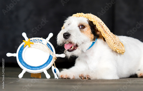dog in a straw hat