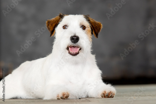dog with tongue breed jack russell in studio