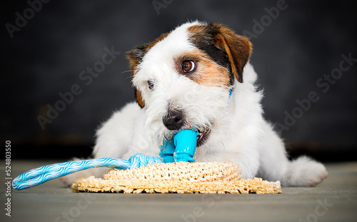 dog chewing on a jack russell toy