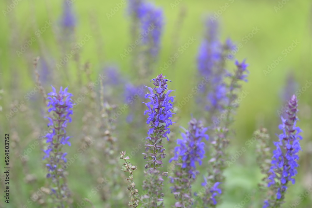 Summer meadow - purple accents of flowers on a green background, pleasure and rest