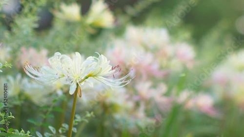 Dreamy, pink and white cluster amaryllis in soft focus
 photo