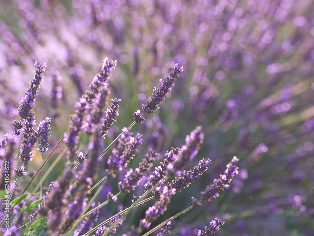 Obraz premium Lavender flower field, blooming purple fragrant lavender flowers. Growing lavender swaying in the wind over the sunset sky, harvest, perfume ingredient, aromatherapy. Lavender field, perfume ingredien