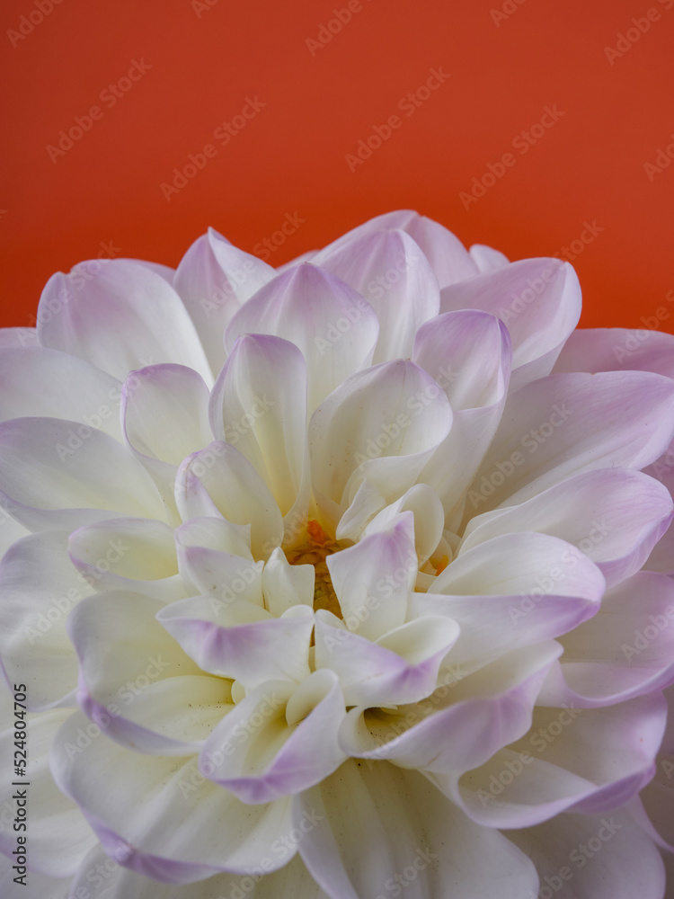Beautiful dahlia flower on a colored background.