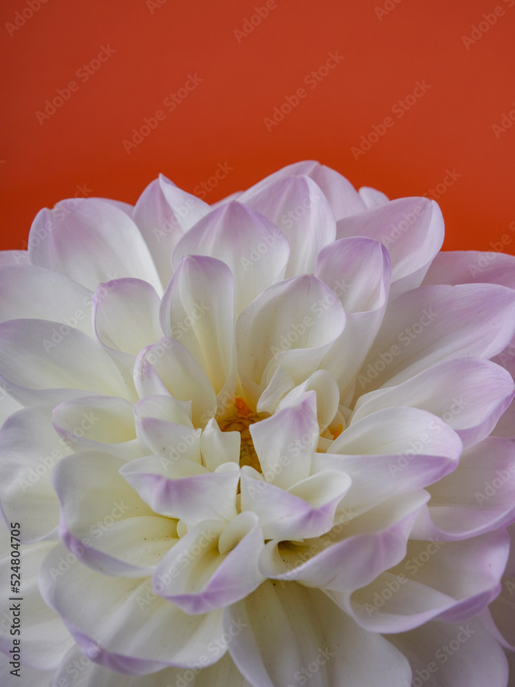Beautiful dahlia flower on a colored background. Beautiful dahlia flower on a colored background.