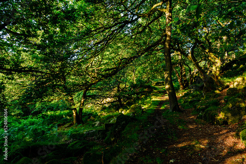 green forest in the morning © Robert Sobucki