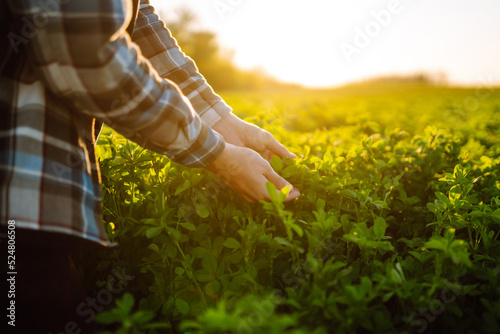 Платно Farmer hand touches green lucerne in the field at sunset