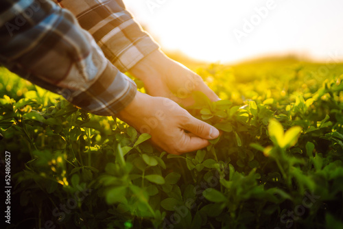 Photo Farmer hand touches green lucerne in the field at sunset