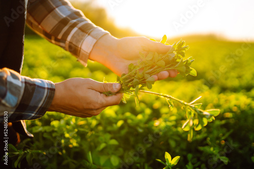 Farmer hand touches green lucerne in the field at sunset. Field of fresh grass growing.