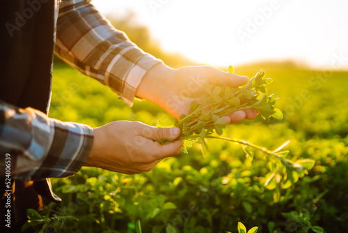 Farmer hand touches green lucerne in the field at sunset. Field of fresh grass growing.