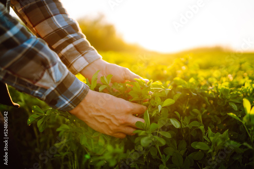 Farmer hand touches green lucerne in the field at sunset. Field of fresh grass growing.