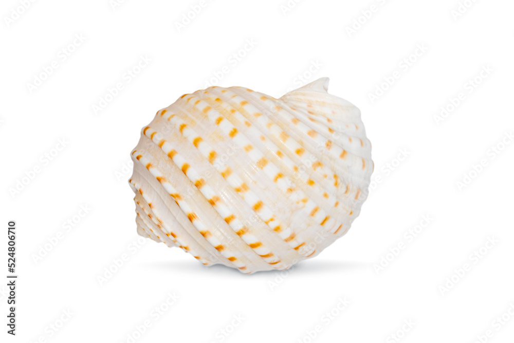 Image of seashells tonna tesselata on a white background. Undersea Animals. Sea Shells. Image of seashells tonna tesselata on a white background. Undersea Animals. Sea Shells.