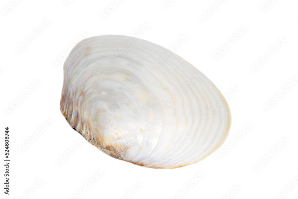 Image of seashells clam pearled on a white background. Undersea Animals. Sea Shells. Image of seashells clam pearled on a white background. Undersea Animals. Sea Shells.