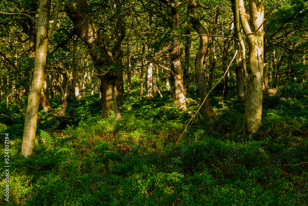 Obraz premium trees in the forest