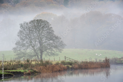 Beautiful Autumn landscape image of River Brathay in Lake District lookng towards Langdale Pikes with fog across river and vibrant woodlands