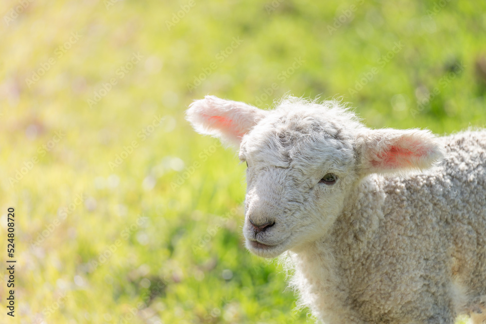 Closeup Portrait of a Spring Lamb on a Sunny Morning with Copy Space