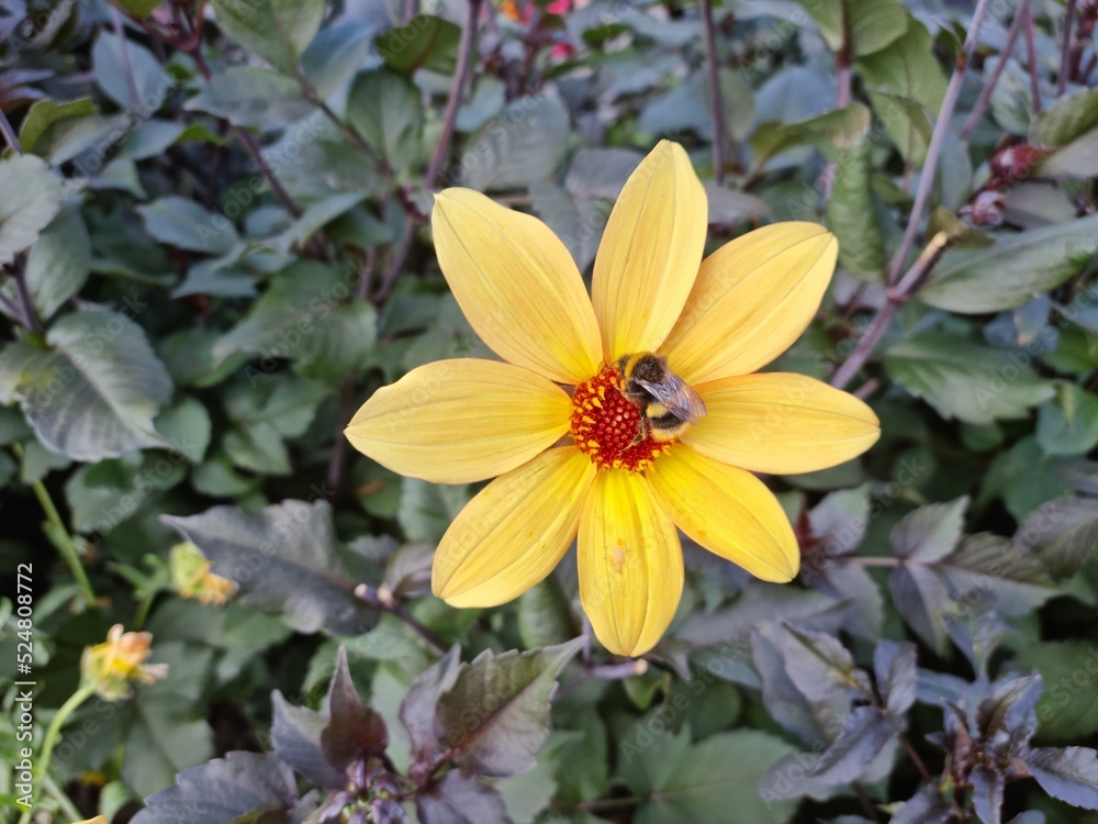 Bumblebees collecting nectar from bright yellow Dahlia. Bumblebees collecting nectar from bright yellow Dahlia.