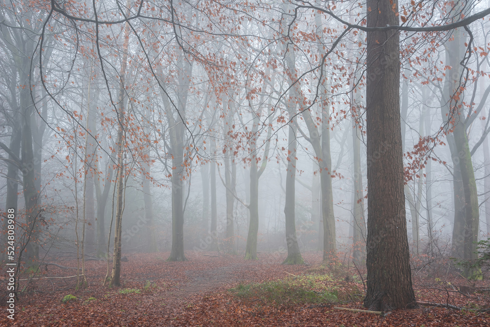 Beautiful moody atmospheric foggy Autumn Fall landscape in woodland in English countryside Beautiful moody atmospheric foggy Autumn Fall landscape in woodland in English countryside