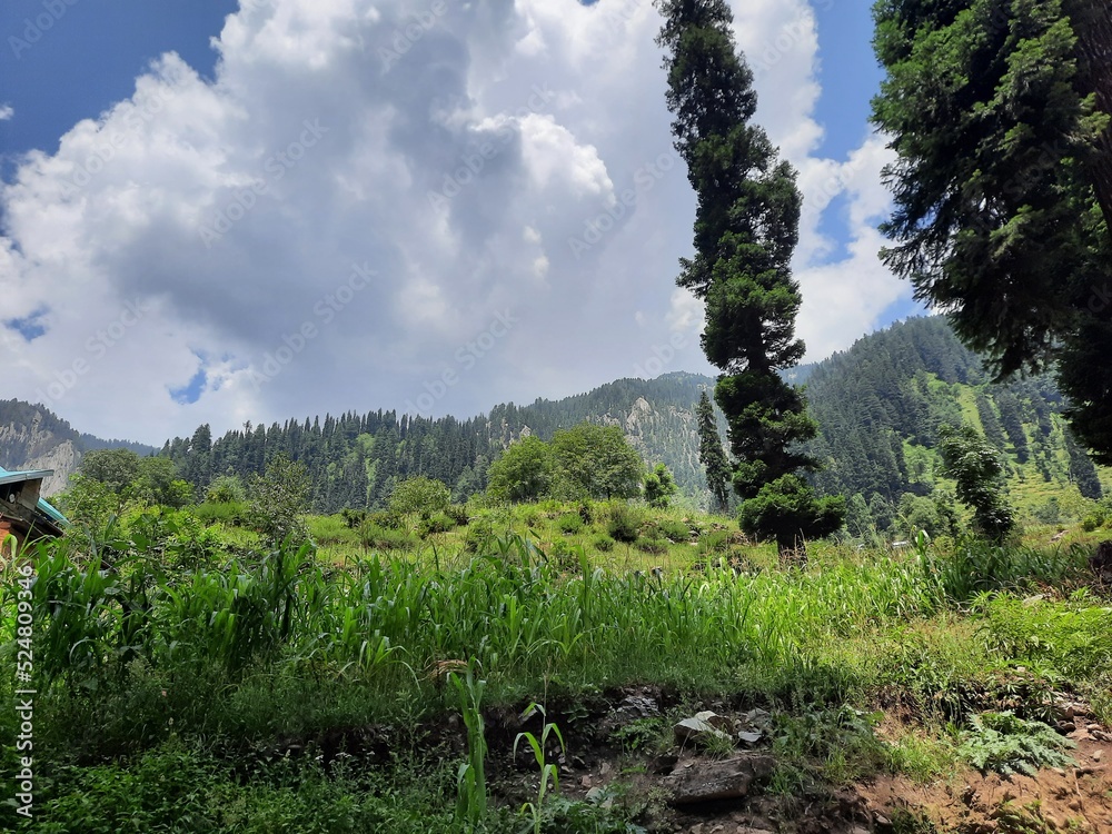 Fototapeta premium Natural beauty and wildlife of Kashmir Pakistan