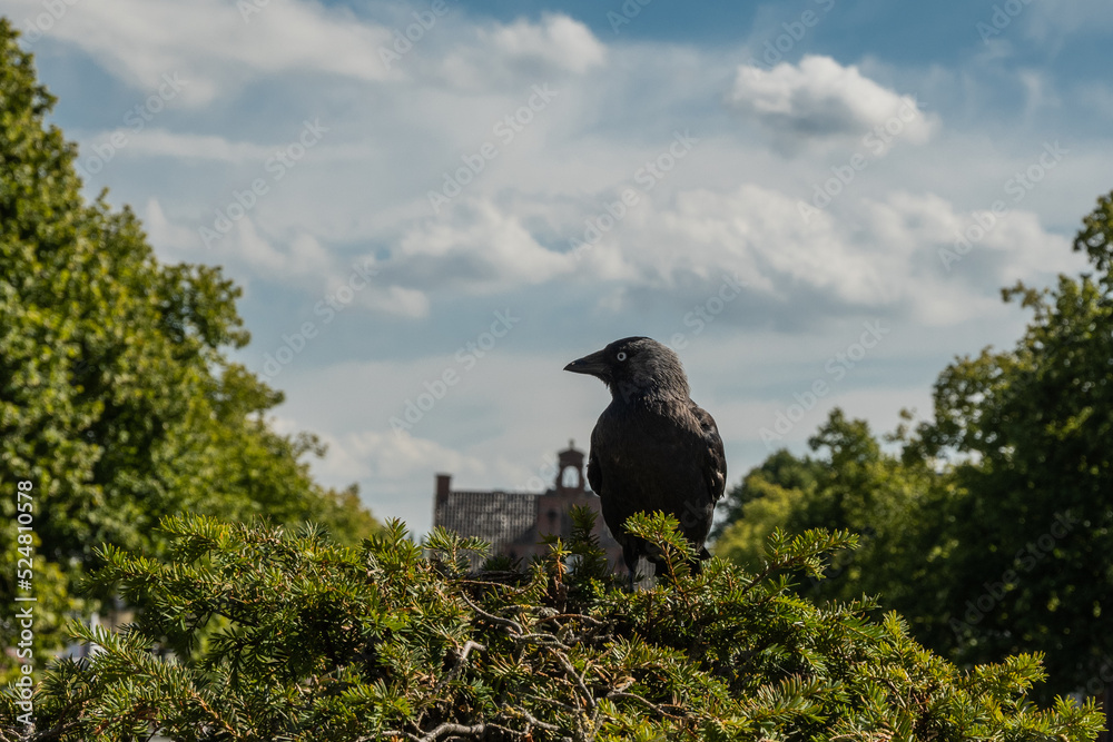 Fototapeta premium A crow sits on a bush in Oud-Beijerland with the rooftop of the city hall or oud raadhuis in the background underneath a cloudy yet blue sky