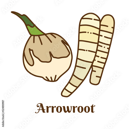 Fotografie Hand drawn vector illustration of arrowroot isolated on white background