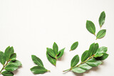 A branches of fresh green laurel bay leaves on a white background. Top view.