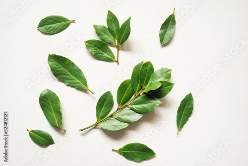 A branches of fresh green laurel bay leaves on a white background.