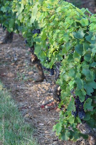 vendanges  vignes  beaujolais  r  colte  m  re  vin  vignoble  plante  aliment  feuille  nature  champ  organique  accroissement  croissance  frais  plante    t    cultures  raisin