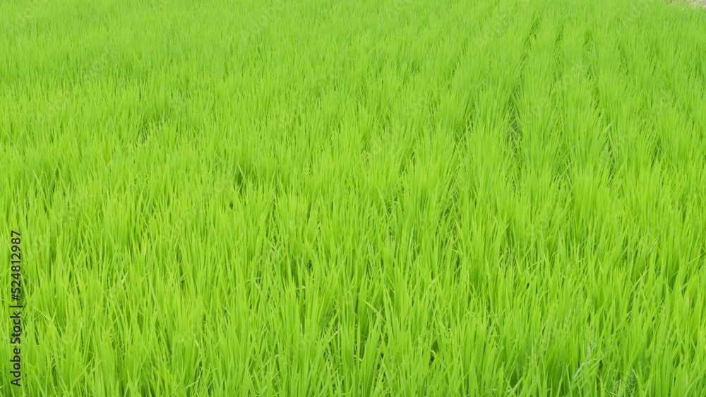 Midsummer rural rice paddies in Japan, beautiful green growing rice plants swaying in the wind. Midsummer rural rice paddies in Japan, beautiful green growing rice plants swaying in the wind.