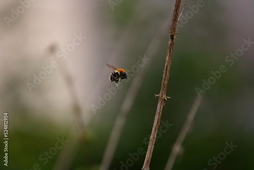 bourdon