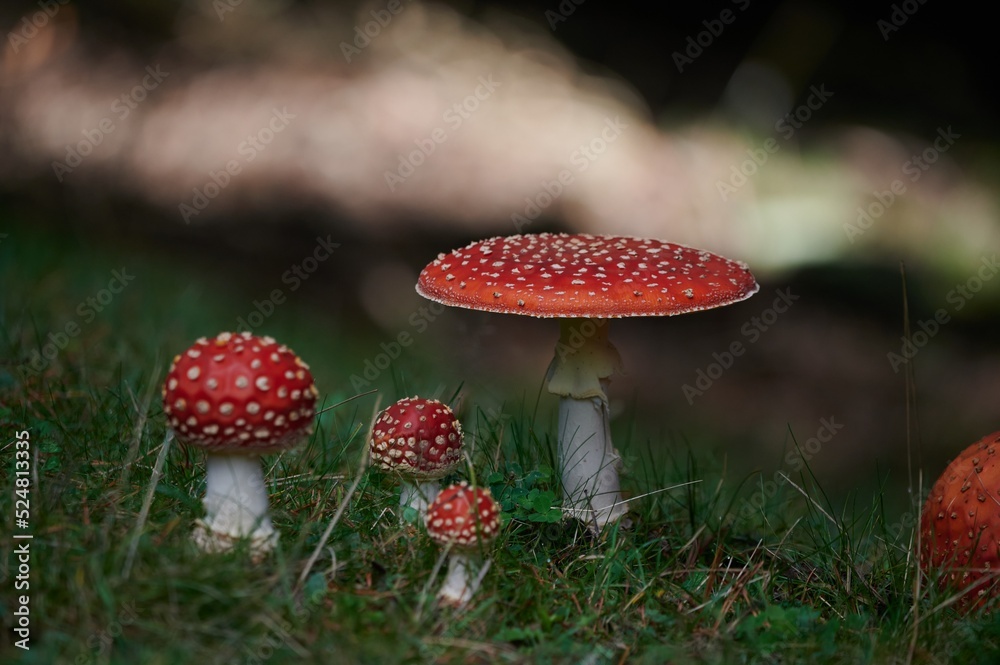 Amanita muscaria mushrooms on grass Amanita muscaria mushrooms on grass