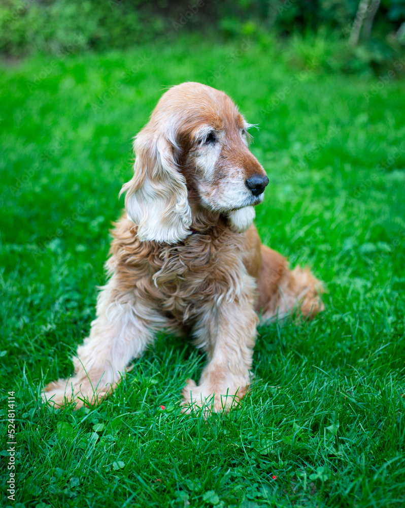 Old cocker spaniel dog with sad expression Old cocker spaniel dog with sad expression