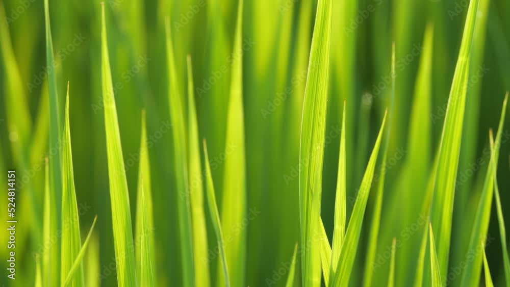 Dusk, paddy field after rain, rice seedlings with water droplets swaying in the wind. Dusk, paddy field after rain, rice seedlings with water droplets swaying in the wind.