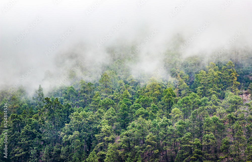 nature background misty pine trees nature background misty pine trees