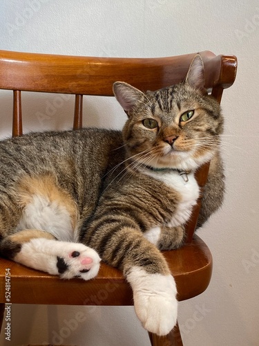 Chilling on a chair a handsome 2 years old Mr. Marshmallow in a good mood, year 2022 summer Tokyo Japan