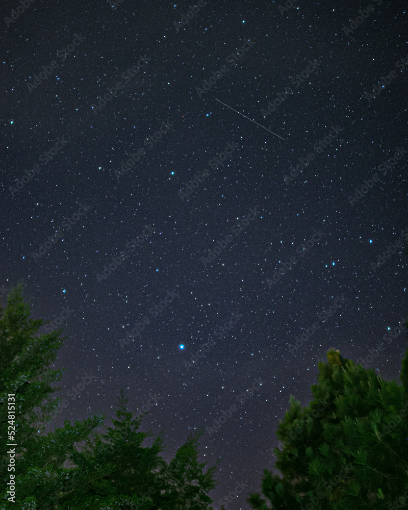 milky way in the forest milky way in the forest