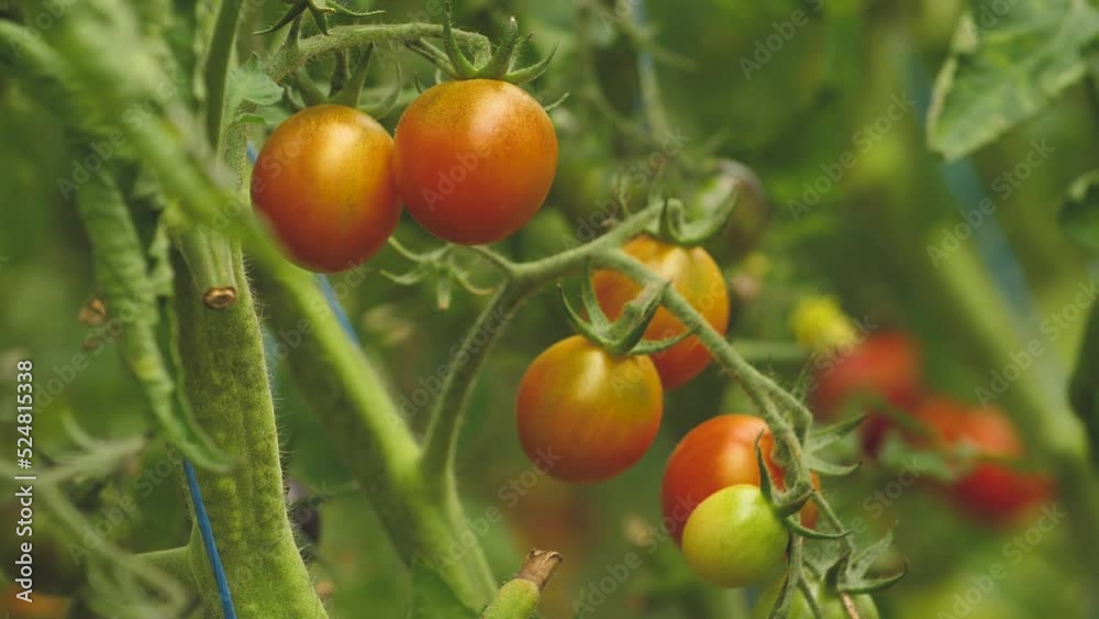 Tomato greenhouse with a good harvest. Tomatoes in different colors with different species. Tomato greenhouse with a good harvest. Tomatoes in different colors with different species.