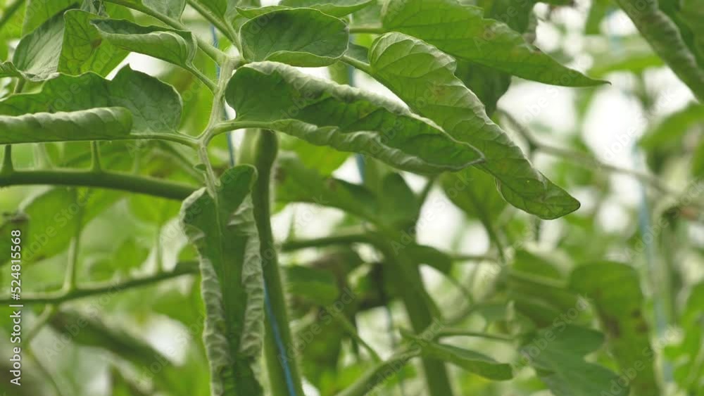 Tomato greenhouse with a good harvest. Tomatoes in different colors with different species. Tomato greenhouse with a good harvest. Tomatoes in different colors with different species.