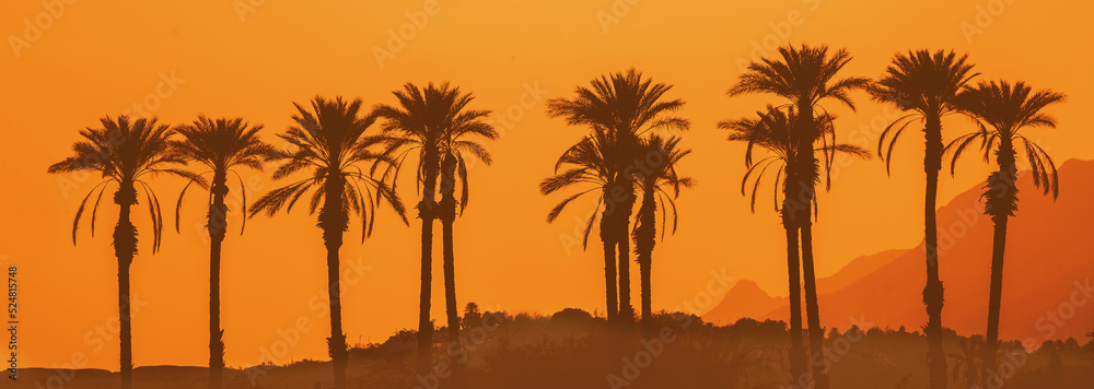 An oasis in the desert. Row of palm trees at sunset. Israel
